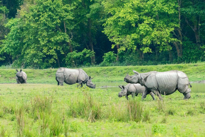 Kaziranga National Park in Assam_1553856939